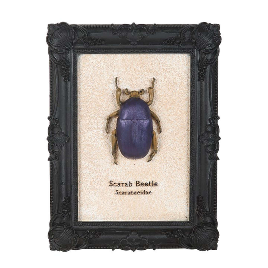 Scarab Beetle Framed Wall Art Print